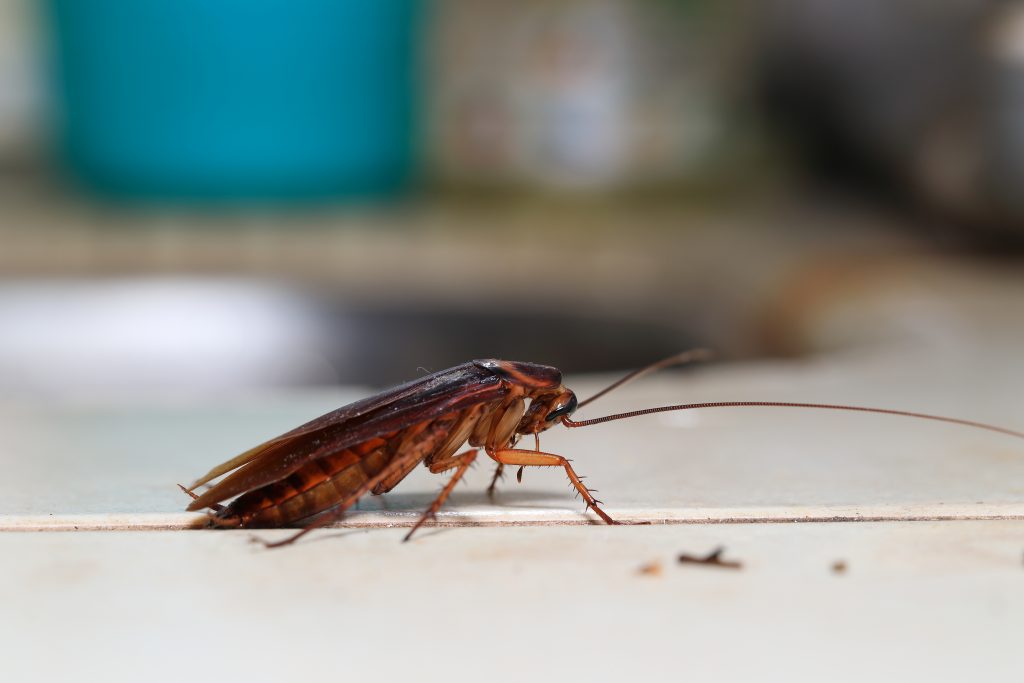 cockroach pest control Dandenong