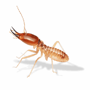 Termite Warranty Inspections
